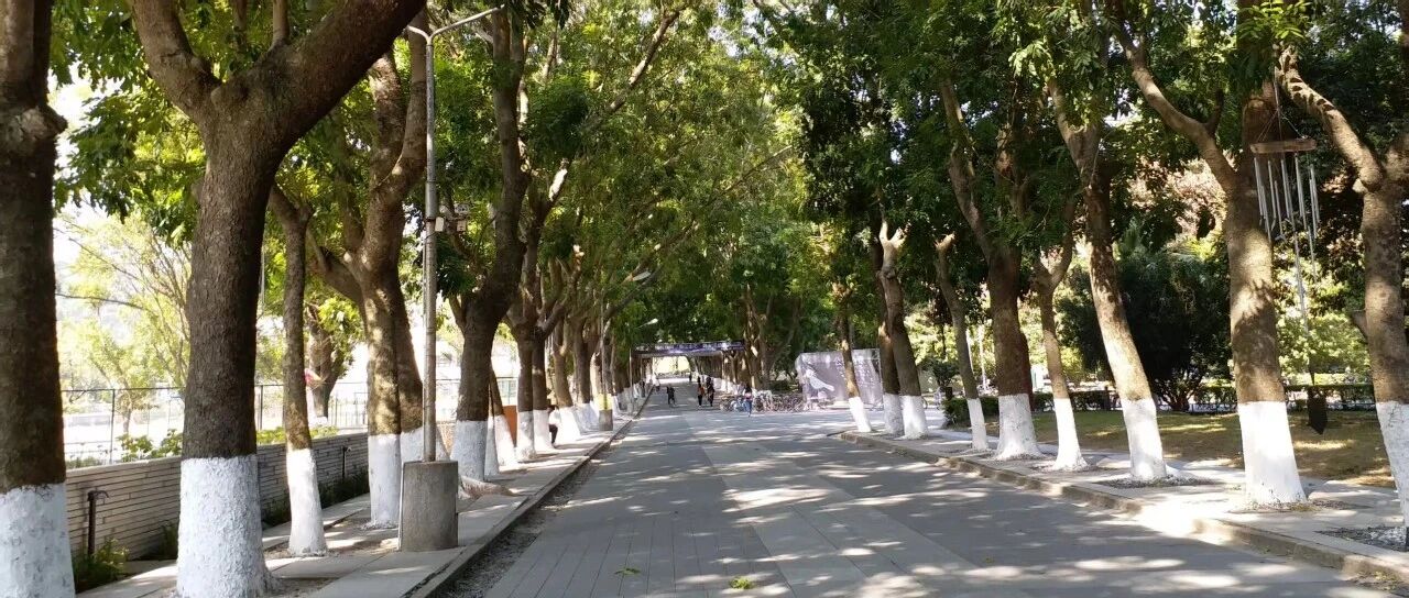 Tree-lined path in a quiet park on a sunny day